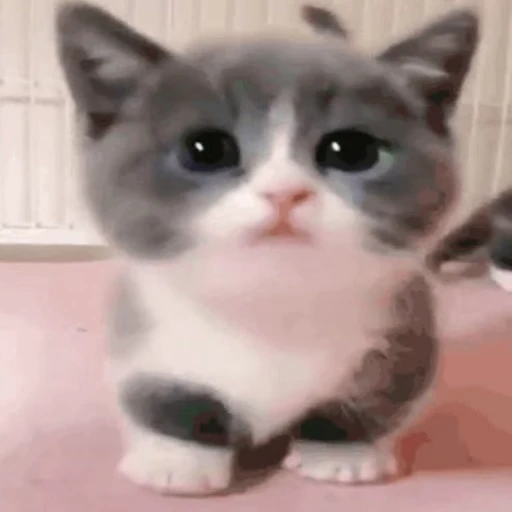 😇 Стикер «коты» для Telegram