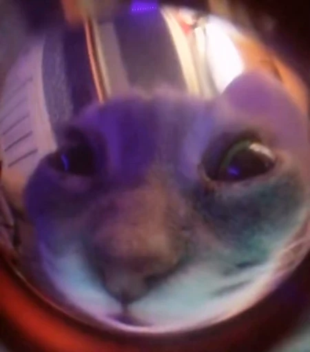 😉 Стикер «коты» для Telegram