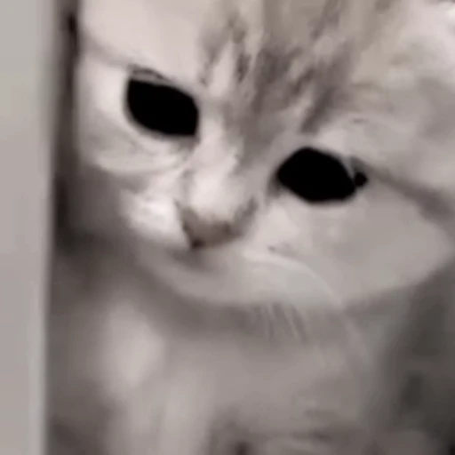 🥺 Стикер «коты» для Telegram
