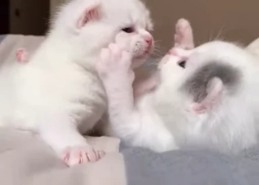 😍 Стикер «коты» для Telegram
