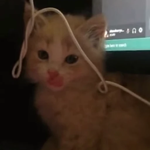 🥺 Стикер «коты» для Telegram