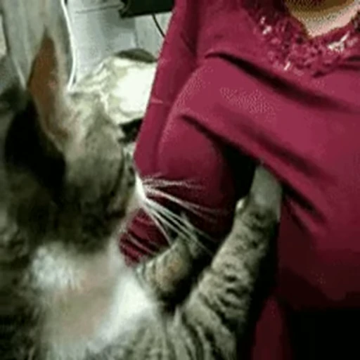 🤗 Стикер «коты» для Telegram