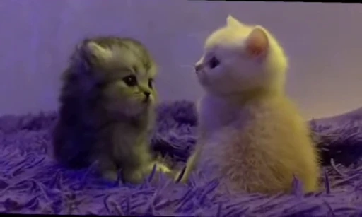 😻 Стикер «коты» для Telegram