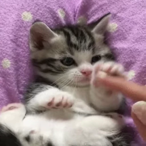 🤗 Стикер «коты» для Telegram