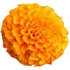 👩‍🦰 Эмодзи «Ginger» для Telegram