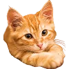 👩‍🦰 Эмодзи «Ginger» для Telegram