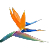 👩‍🦰 Эмодзи «Ginger» для Telegram