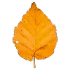 👩‍🦰 Эмодзи «Ginger» для Telegram