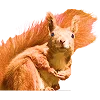 👩‍🦰 Эмодзи «Ginger» для Telegram