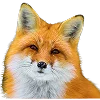 👩‍🦰 Эмодзи «Ginger» для Telegram