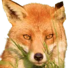 👩‍🦰 Эмодзи «Ginger» для Telegram