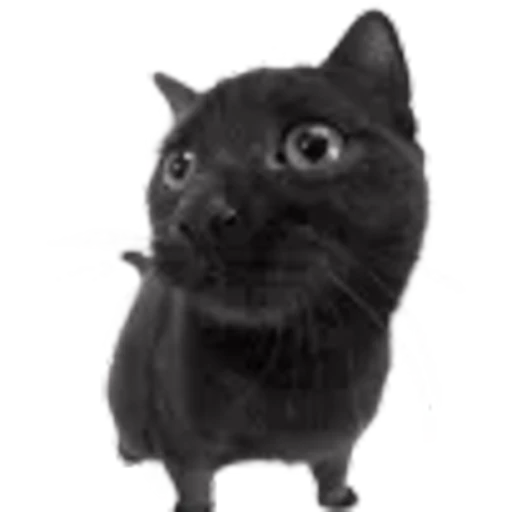 🐈‍⬛ Эмодзи «‍⬛Black Mood» для Telegram