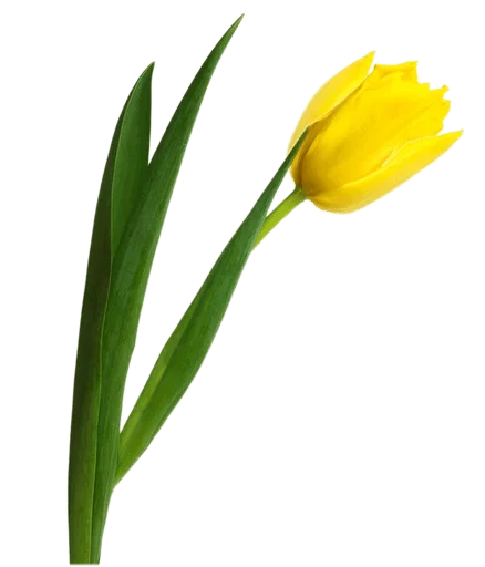 🌻 Стикер «عالم الجمال gmalll» для Telegram