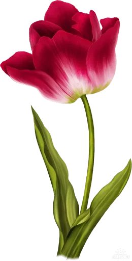 🌸 Стикер «عالم الجمال gmalll» для Telegram