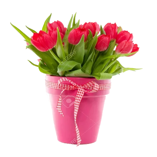 🌷 Стикер «عالم الجمال gmalll» для Telegram