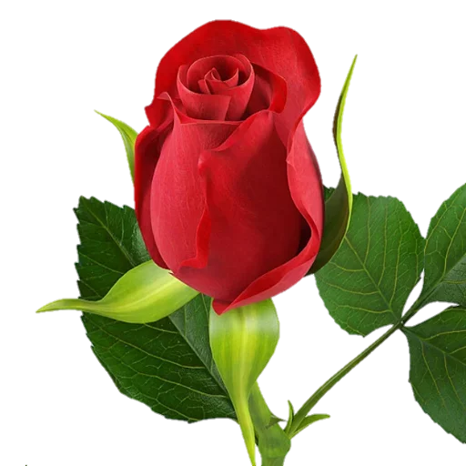 🌹 Стикер «عالم الجمال gmalll» для Telegram