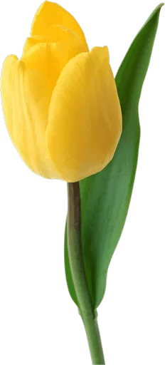 🌻 Стикер «عالم الجمال gmalll» для Telegram