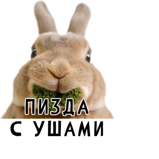 🐇 Стикер «Гнилые кролики» для Telegram