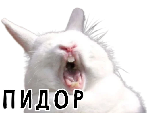👬 Стикер «Гнилые кролики» для Telegram