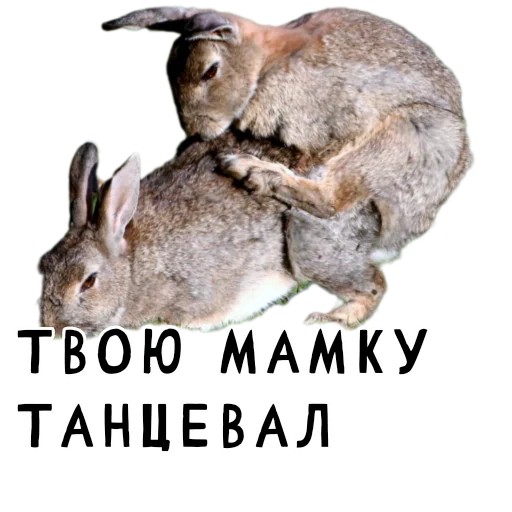🔞 Стикер «Гнилые кролики» для Telegram