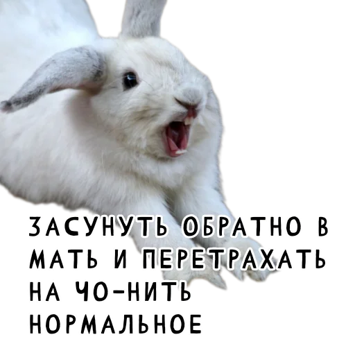 🤰 Стикер «Гнилые кролики» для Telegram
