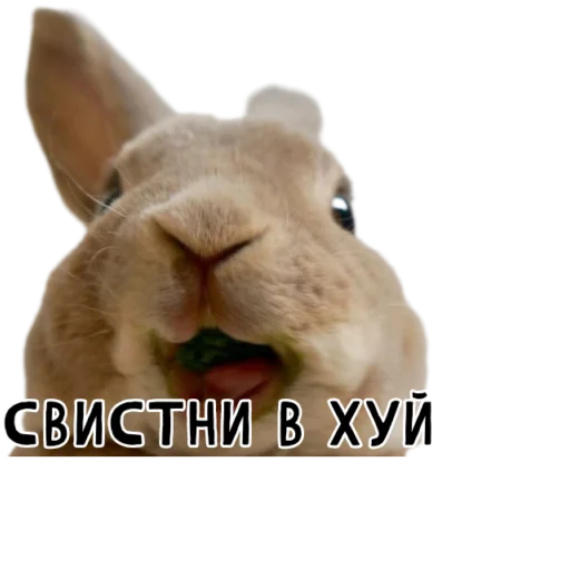 😗 Стикер «Гнилые кролики» для Telegram