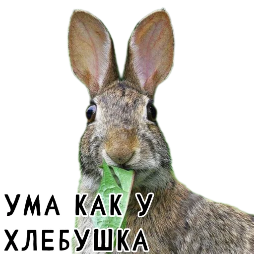 🍞 Стикер «Гнилые кролики» для Telegram