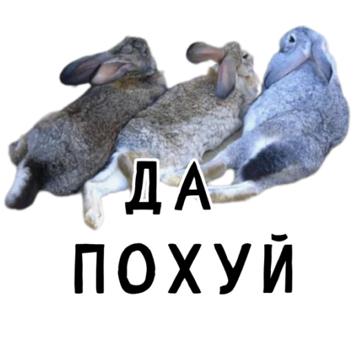 🏖 Стикер «Гнилые кролики» для Telegram
