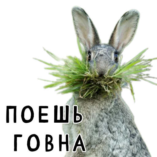💩 Стикер «Гнилые кролики» для Telegram