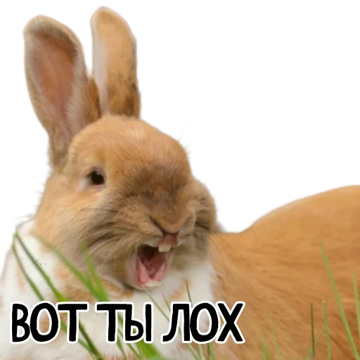 😜 Стикер «Гнилые кролики» для Telegram