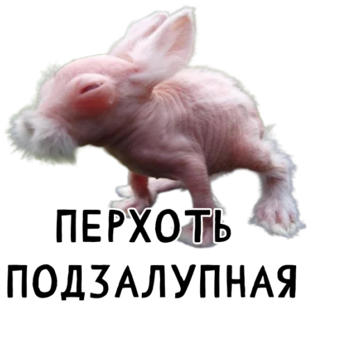 🧑‍🦲 Стикер «Гнилые кролики» для Telegram
