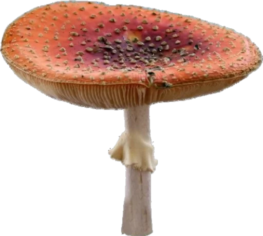 🍄 Стикер «cottage core» для Telegram