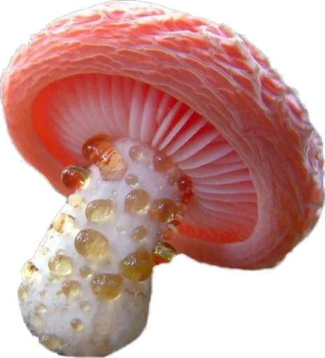 🍄 Стикер «cottage core» для Telegram