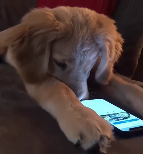 🥺 Стикер «Golden Retriever» для Telegram