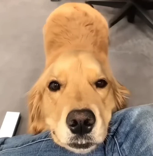 🥰 Стикер «Golden Retriever» для Telegram