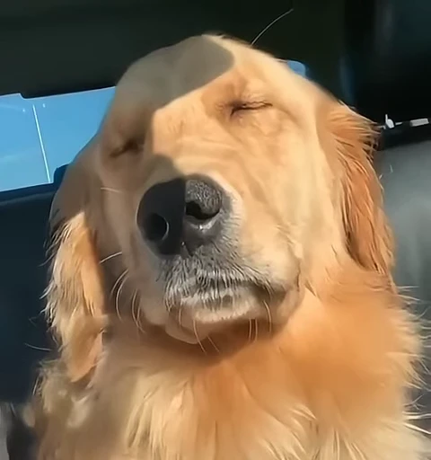 😌 Стикер «Golden Retriever» для Telegram