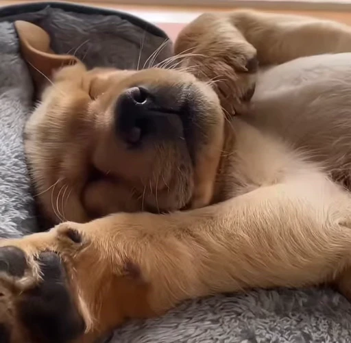 💤 Стикер «Golden Retriever» для Telegram