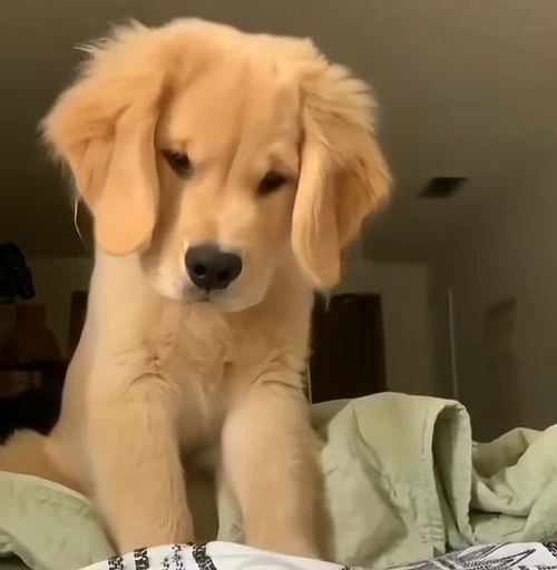 🙁 Стикер «Golden Retriever» для Telegram