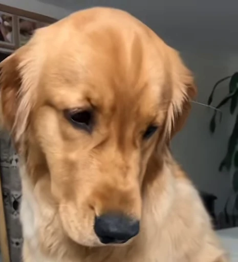 😔 Стикер «Golden Retriever» для Telegram