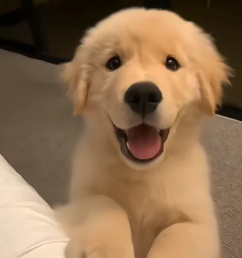 Стикерпак Golden Retriever для Telegram