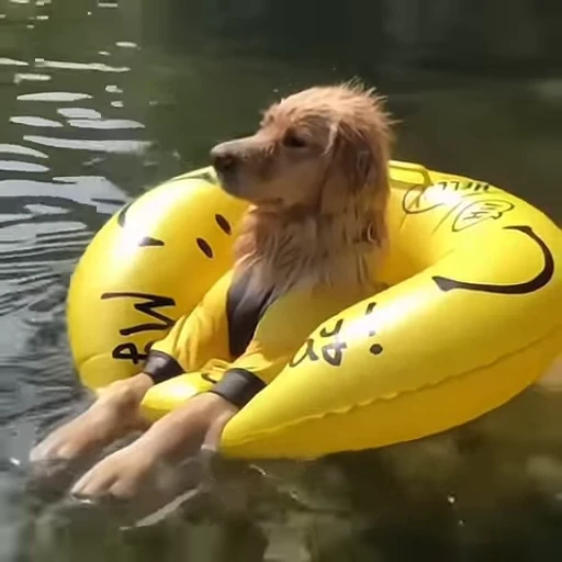 😤 Стикер «Golden Retriever» для Telegram