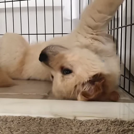 😔 Стикер «Golden Retriever» для Telegram