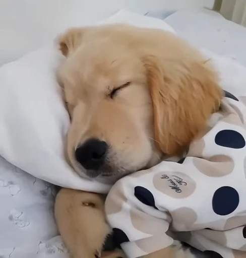 💤 Стикер «Golden Retriever» для Telegram