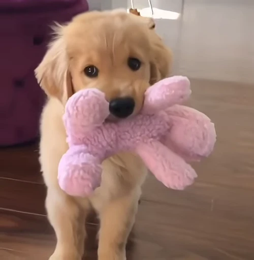 🥺 Стикер «Golden Retriever» для Telegram