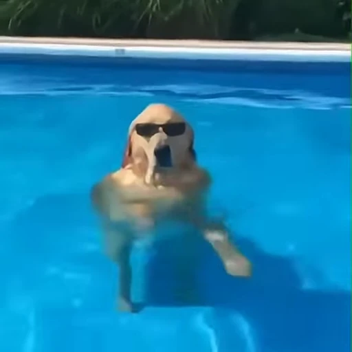 😎 Стикер «Golden Retriever» для Telegram