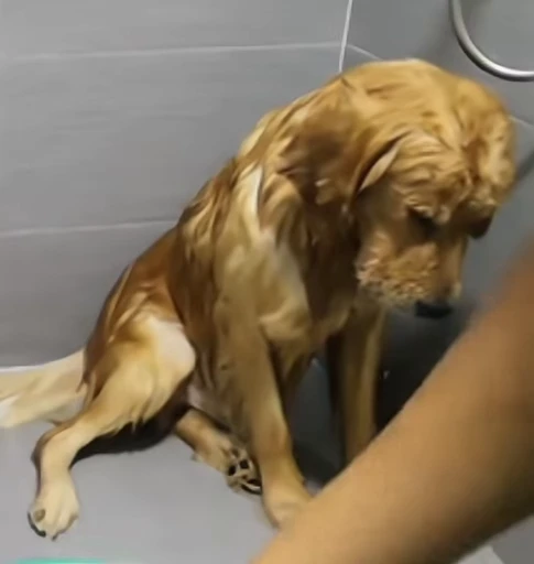 😔 Стикер «Golden Retriever» для Telegram