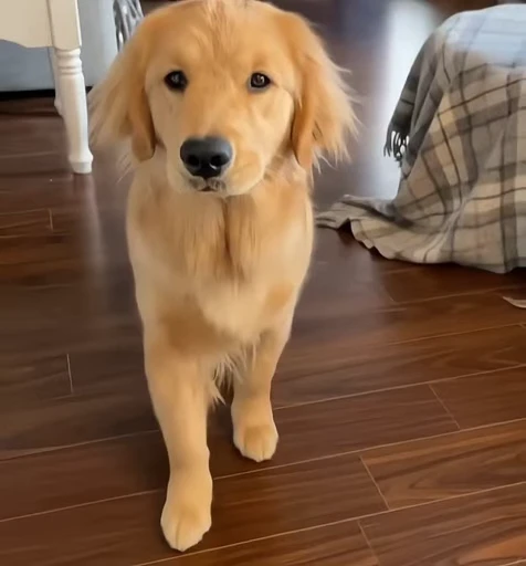😒 Стикер «Golden Retriever» для Telegram