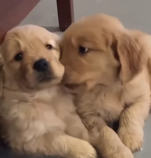 🥺 Стикер «Golden Retriever» для Telegram