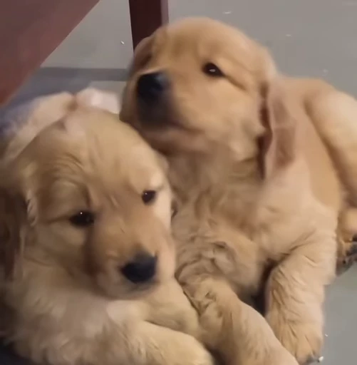 💗 Стикер «Golden Retriever» для Telegram