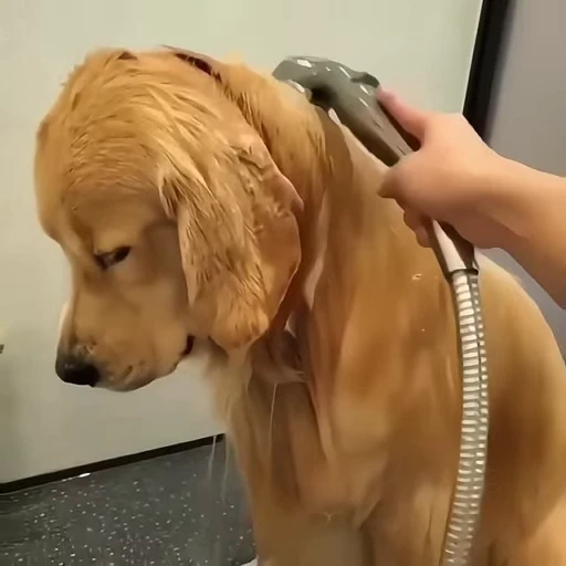 😔 Стикер «Golden Retriever» для Telegram